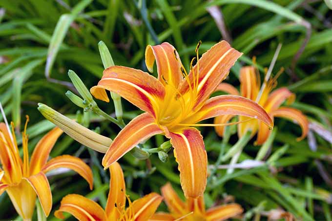Closeup of orange striped daylily flowers.