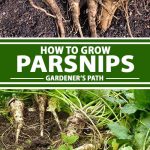 storing parsnips
