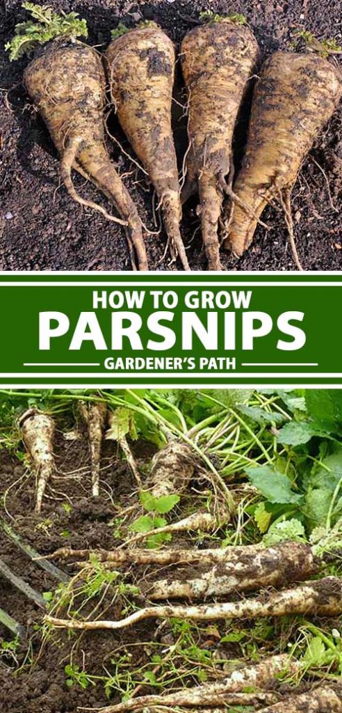 A collage of photos showing parsnips in a vegetable garden.