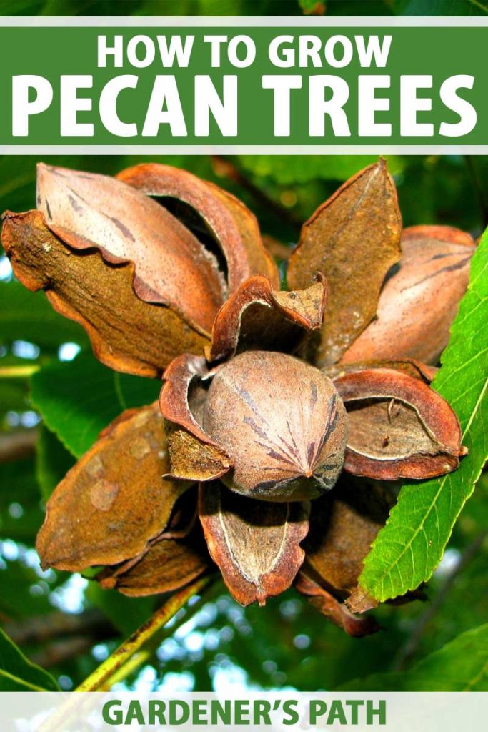 Pecan fruit dried and split open to show the nut-containing kernel inside, on a branch with brown leaves.