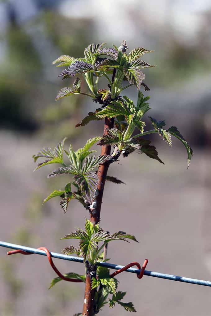 A brown raspberry cane with young green leaves grows against a wire support, with a gray and green background in soft focus.