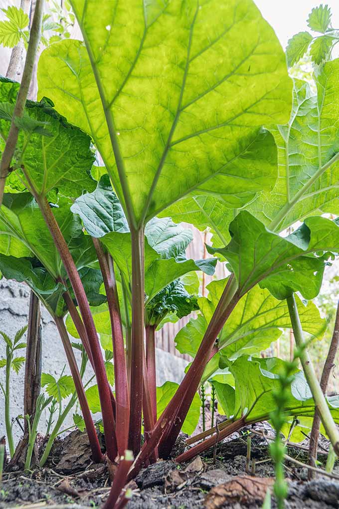Closeup of a rhubarb plant shot from below, angled up towards skinny pink stems and large green leaves, with a bright white sky in the background and brown soil at the base of the stalks.