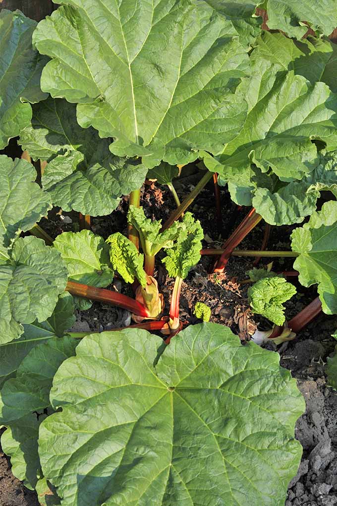 Vertical image of large rhubarb leaves growing in a circle with smaller stalks and developing leaves growing at the center of the crown, in the sunshine in brown soil.