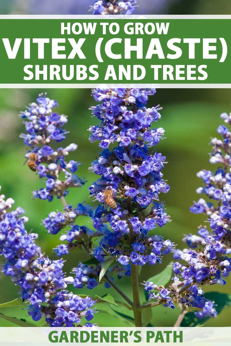 A close up vertical image of a deep blue flower spike of a vitex or chase shrub. To the center and bottom of the frame is green and white printed text.