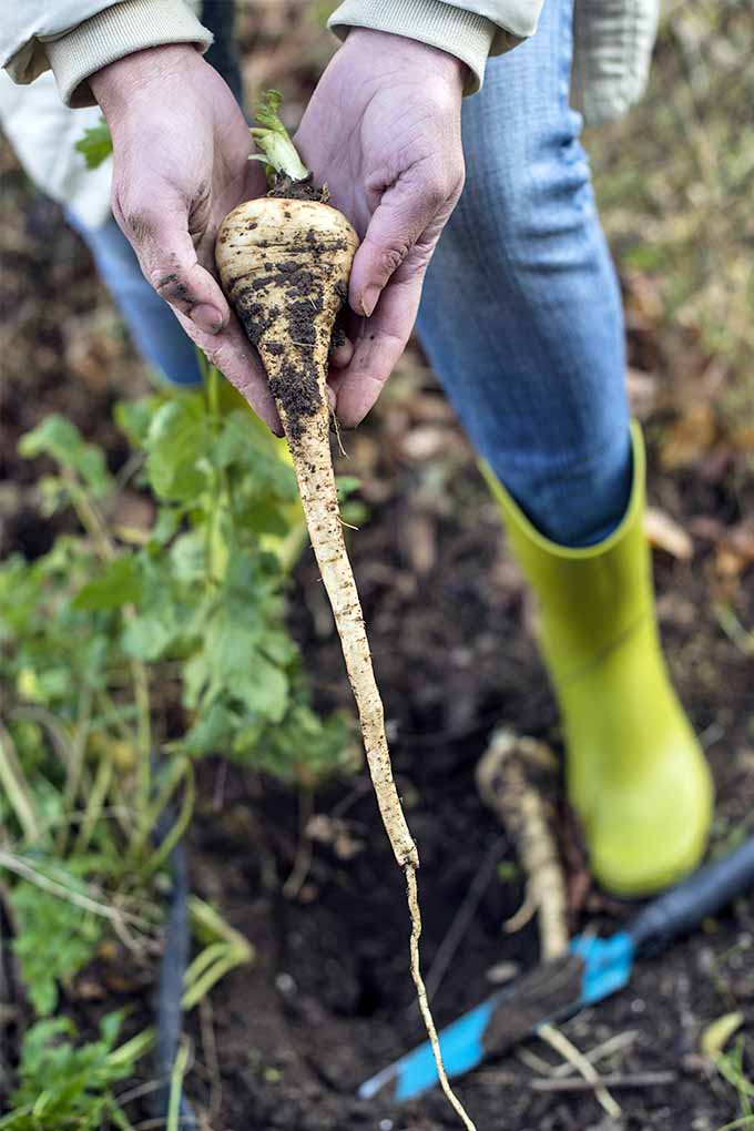 Vertical image of a long, narrow parsnip with a wider crown, held by a woman in blue jeans, yellow boots, and a beige jacket, standing in the vegetable garden with a blue spade at her feet.