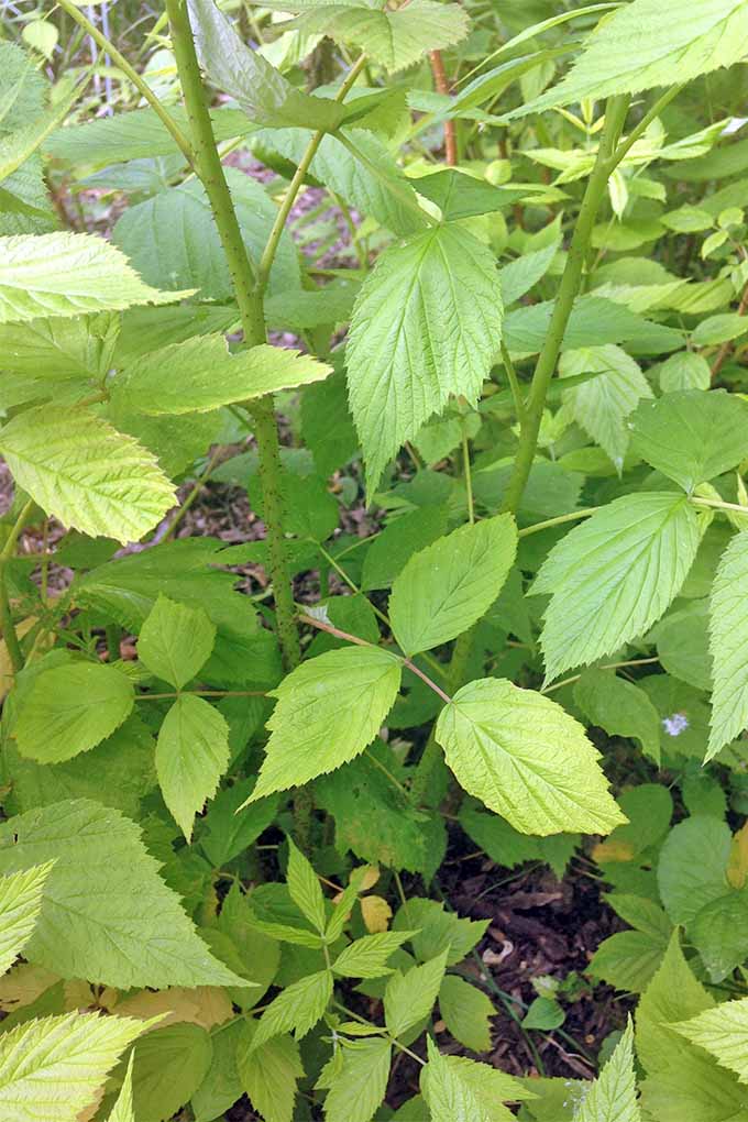 Closeup of pale green raspberry primocanes with small prickers and sets of three leaves.