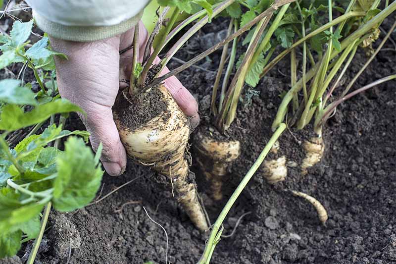 A woman's hand and wrist clothed in a beige jacket pulls a parsnip from the garden, growing on brown soil in a row of more vegetables, with white roots and green tops.