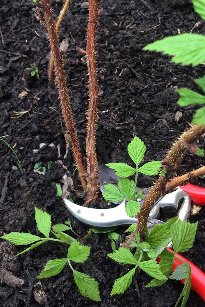 Closeup of red-handled pruners about to snip a brown raspberry cane at the base, with small green leaves and black, rich soil in the background.
