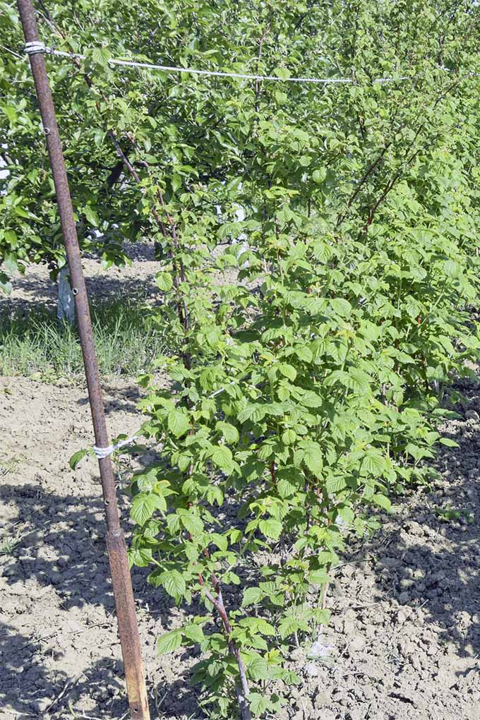 A row of green raspberry bushes are growing in the sunshine, trellised with wire that's pulled taut and attached to a metal stake at the end of the row, planted in brown soil.