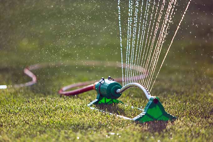 A green plastic sprinker attached to a red rubber hose waters a lawn lit by sunshine.