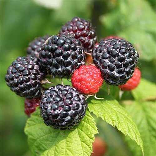 A group of nearly one dozen jewel raspberries are growing at the end of a cane. The majority of the berries are large and black while a few of the others are bright red or purple and much smaller. The green leaves of the plant are jagged and the background is blurred.