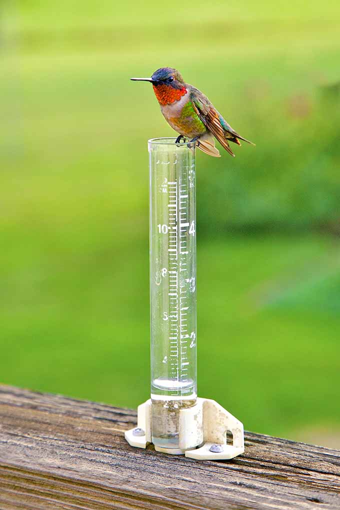 A ruby-throated hummingbird with orange throat and green body and head is perched on the clear cylinder container of a rain gauge, with a plastic base that is clamped to a wooden deck railing, with a green lawn in soft focus in the background.