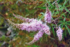 Six spikes of lilac-colored vitex flowers, on narrow stems with skinny green leaves beneath the blooms that come to a sharp point, with green and brown foliage in the background.