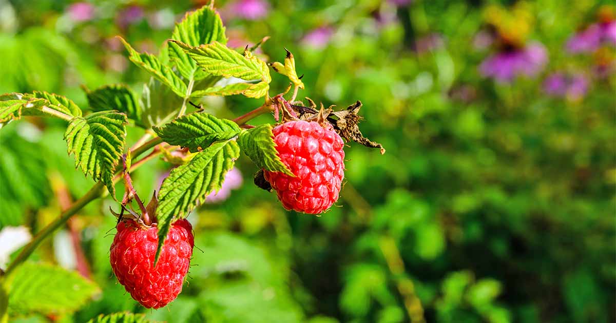 Yard and Garden: All about Raspberries
