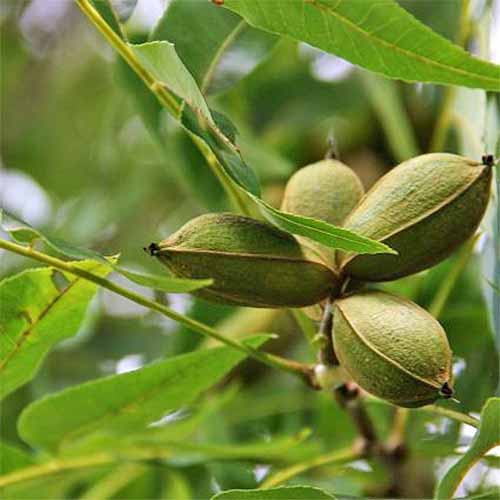 Square image of 'Pawnee' pecans growing on a tree branch with green leaves.