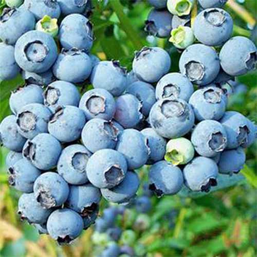 A huge cluster of dozen of 'Powder Blue' berries growing on a plant with green leaves.