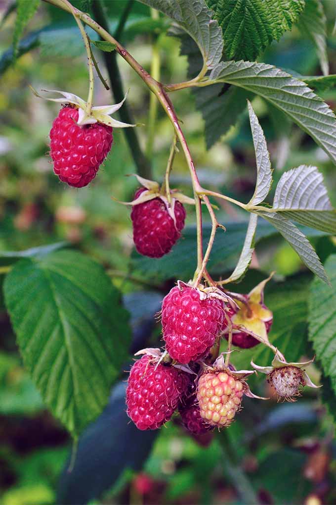 How To Grow Your Own Raspberries Gardener s Path