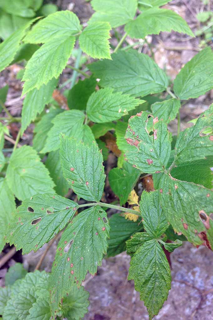 Diseased raspberry leaves with holes and brown spots, growing on brown canes, with brown soil in the background.