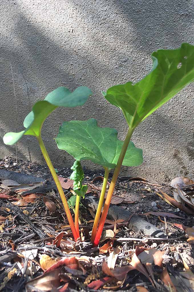 Vertical image of a small rhubarb plant with skinny pink and yellow stems and large green leaves, growing against a beige stucco wall in brown soil topped with leaves and wood chip mulch.