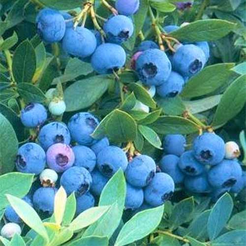 Three clusters of brightly colored 'Sunshine Blue' berries growing on a bush with green leaves.