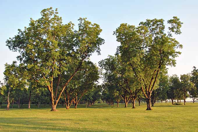 Two tall and many shorter pecan trees growing in a green lawn, in the late afternoon.