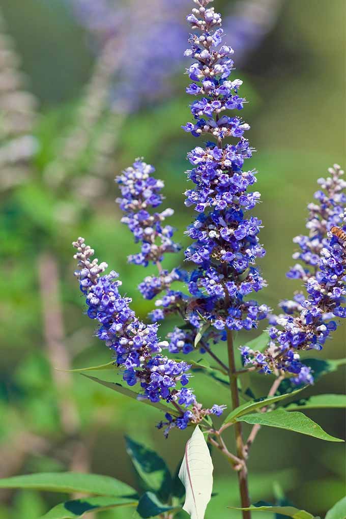 A close up vertical image of four purple flower spikes and green leaves of Vitex agnus-castus.