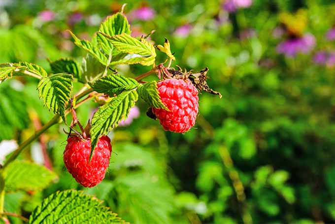 Two ripe red raspberries are held at the end of a small cane. The shiny fruit is partially hidden by the green and yellow leaves with prominent veins throughout.