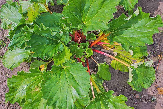 Top-down shot of a rhubarb plant with yellow and pink stalks, and large green leaves, growing in brown soil.