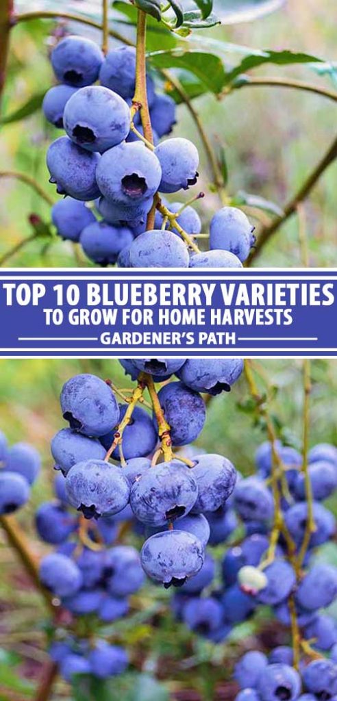 A collage of photos showing different photos of blueberry varieties.