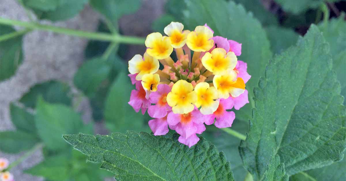 Best Full Sun Flowering Perennials For Zones 7 11 Gardener S Path