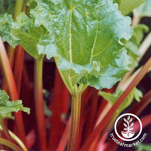 Closeup of 'Victoria' rhubarb with pink stalks and broad green leaves.