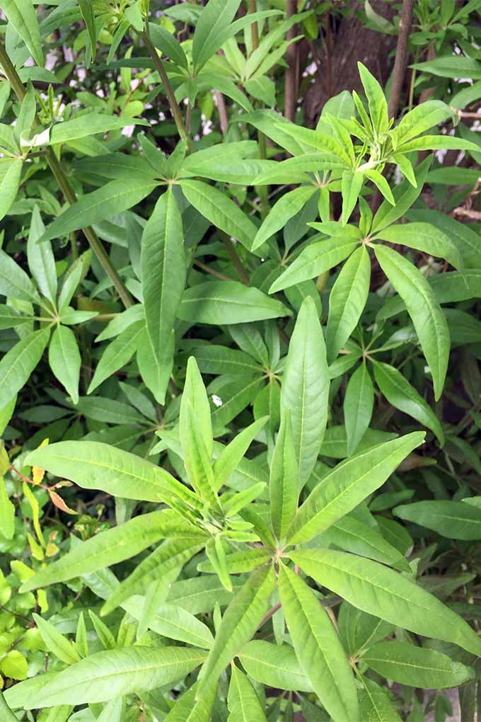 A close up vertical image of the pointy narrow green leaves of Vitex agnus-castus growing radially around a center point with a longer leaf at the peak, on a shrub with several main branches.
