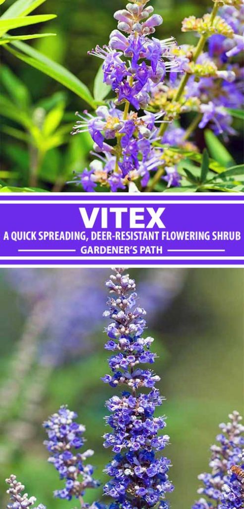 A collage of photos showing different types of Vitex flowering shrubs in bloom.