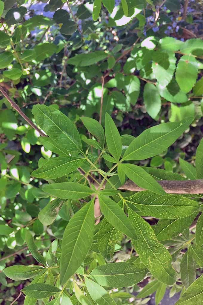 A close up vertical image of long, narrow leaves of the vital plant growing radially out from a brown stem on a plant in dappled shade.