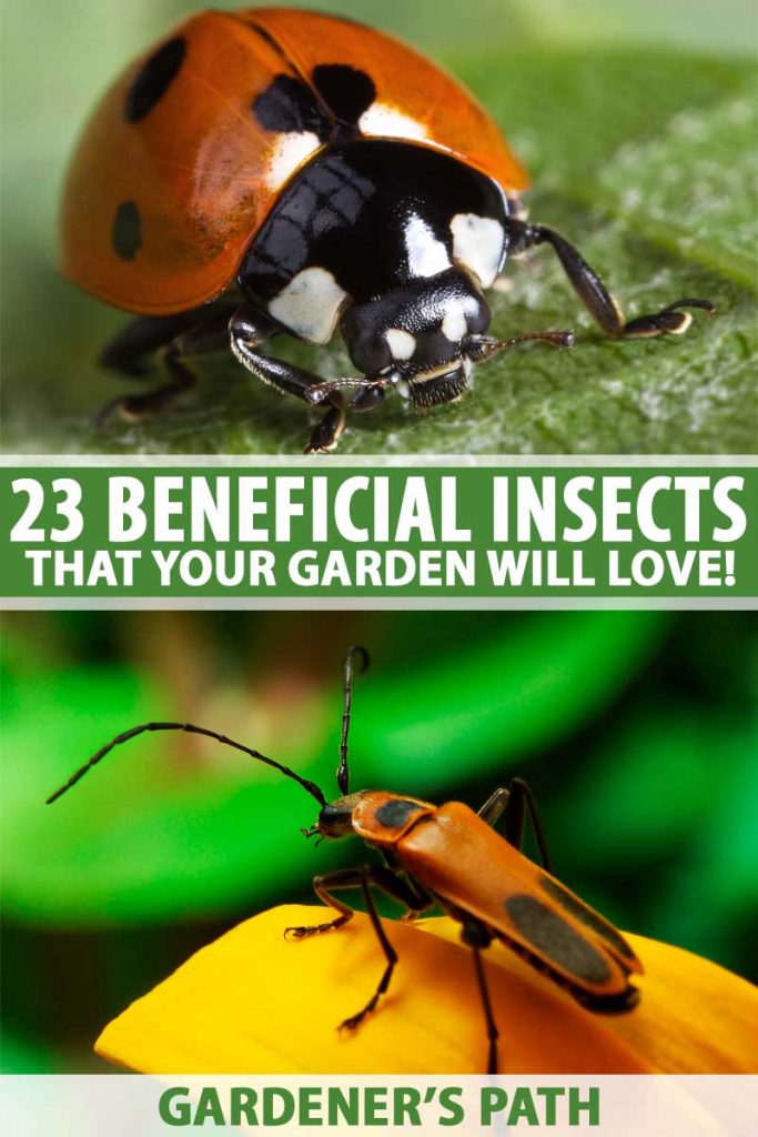 Two macro shots of beneficial insects as a collage including a ladybug and an assassin bug.