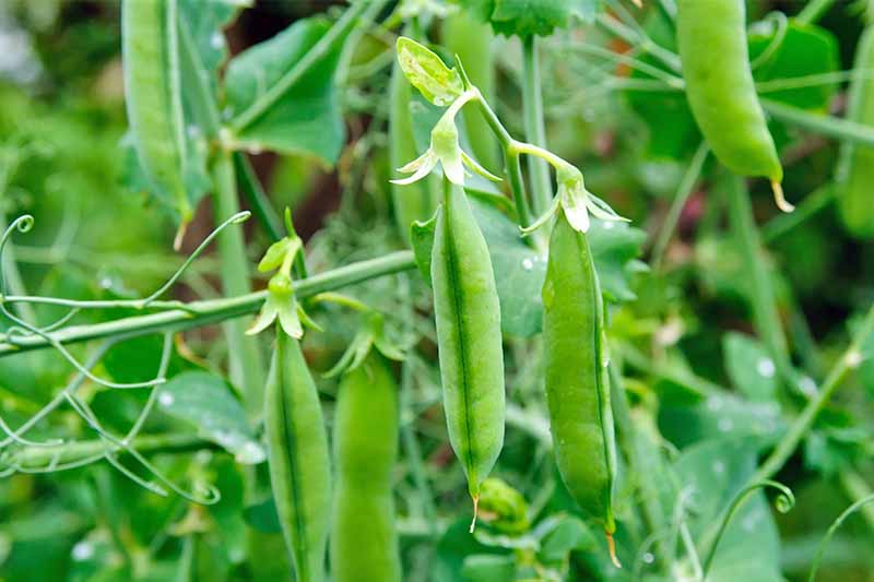 Learn How to Plant and Grow Peas at Home | Gardener's Path