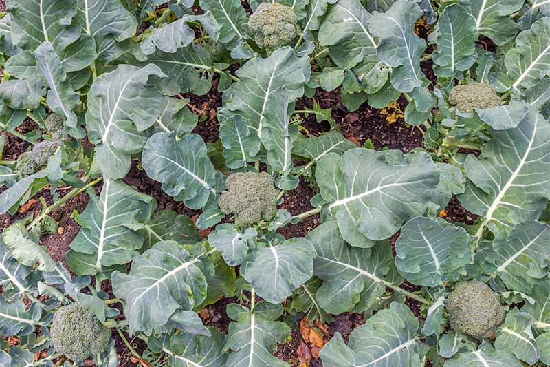 Top-down shot of small green heads of broccoli growing on plants with large green leaves.