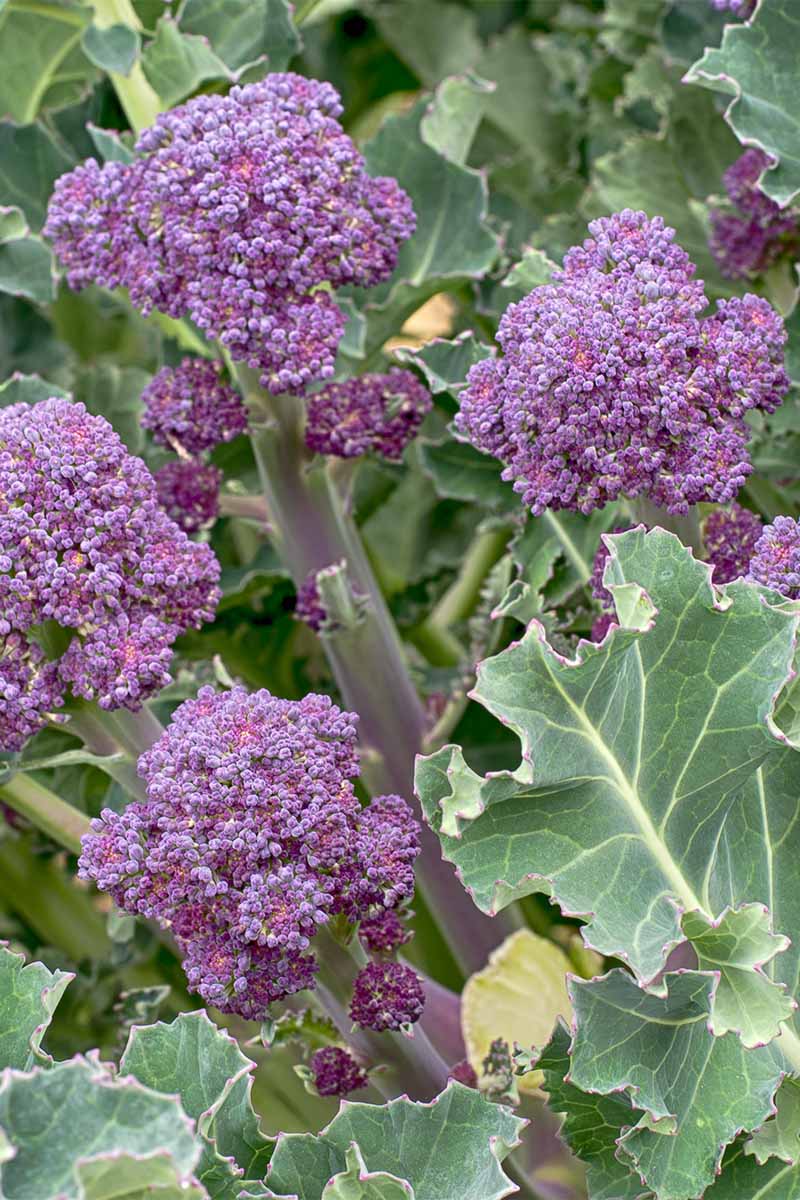 Small purple heads of broccoli developing on a plant with green leaves.