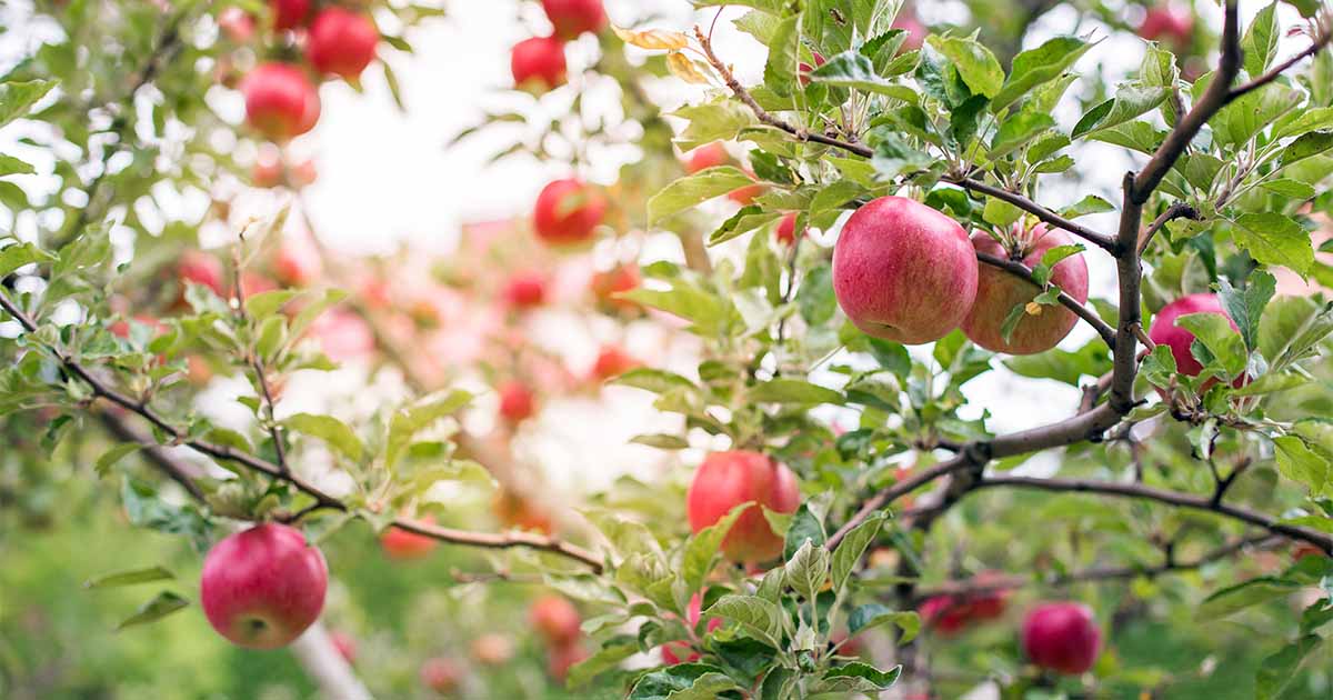 https://gardenerspath.com/wp-content/uploads/2018/06/Best-Types-of-Apples-to-Plant-Together.jpg