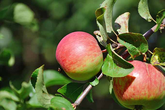 Closeup of two blush red and green apples growing on a branch with green leaves.