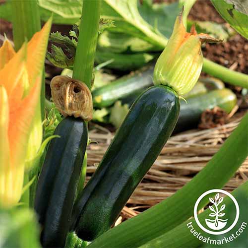 Two very dark green 'Black Beauty' zucchini growing in the garden on a plant with thick green stems and orange flowers.