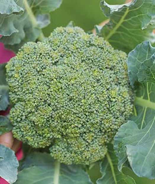 A head of Eastern Magic Hybrid Broccoli