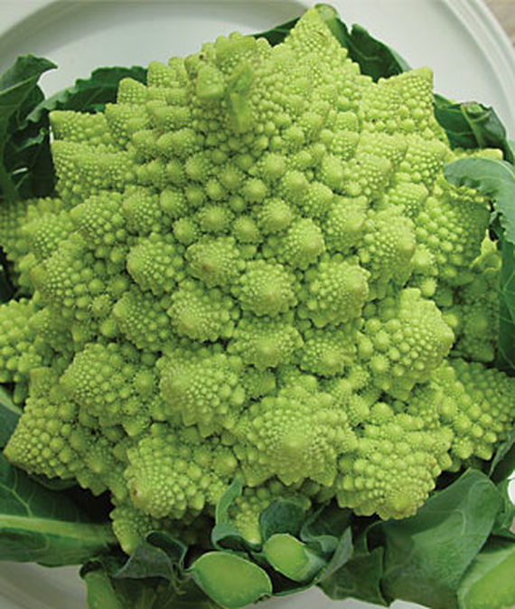 Romanesco Broccoli closeup.
