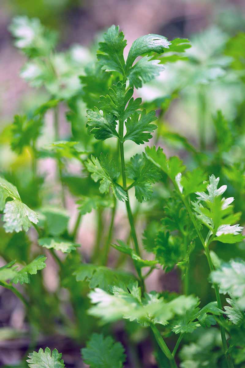 Learn How To Grow Cilantro And Coriander Gardener S Path