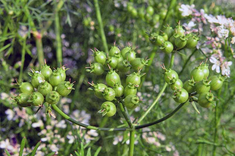 Green immature coriander seeds growing in clusters on a plant in the garden with long green stems and white flowers.