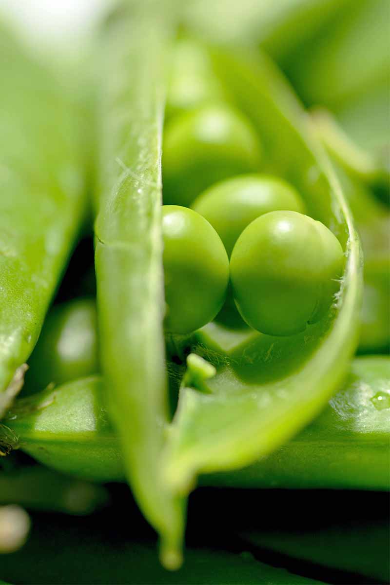 Closeup of an open green pod with round green peas inside.