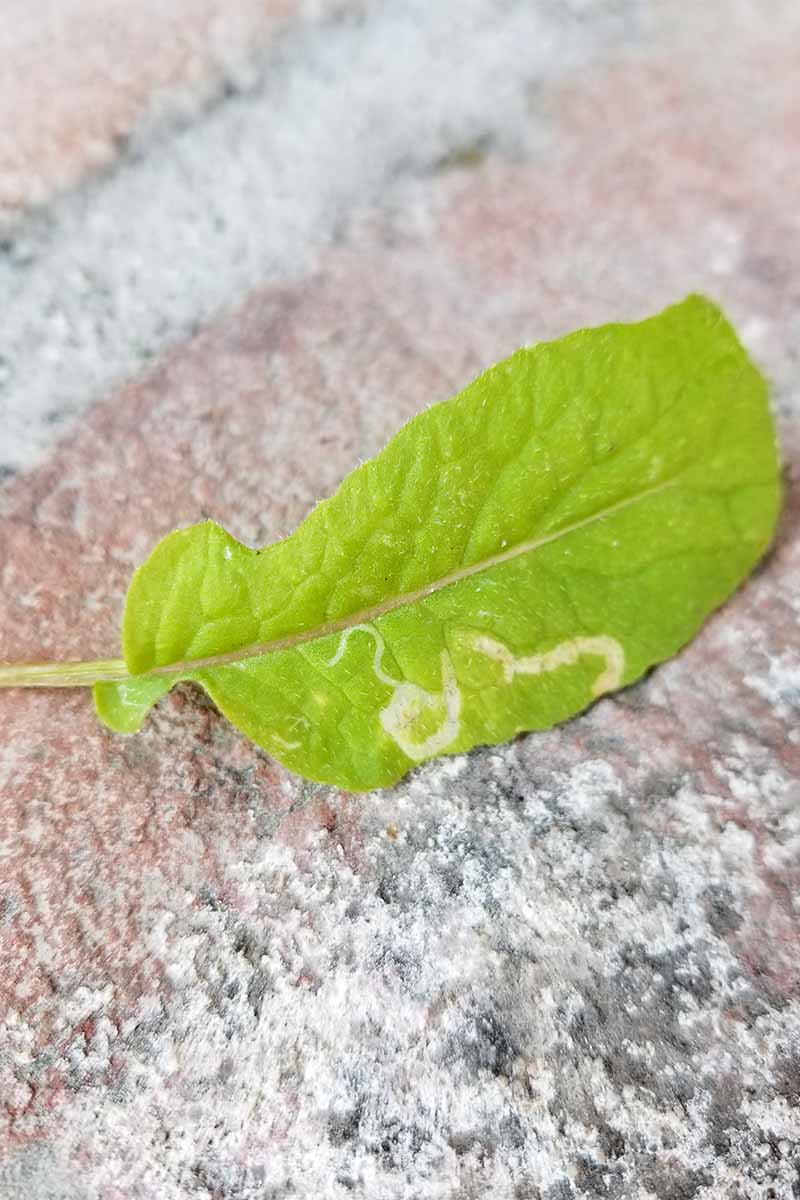 Vertical closeup of a green leaf with a white circuitous path cut through the bottom right quadrant by a leafminer insect, on brick pavement.