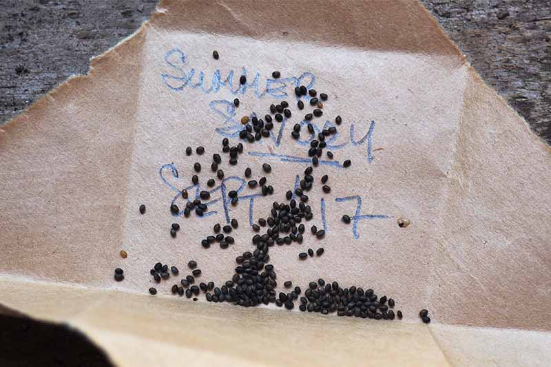 Black seeds on a piece of folded cardboard, with "Summer savory Sept. 17" written on it in pencil, on a granite countertop.