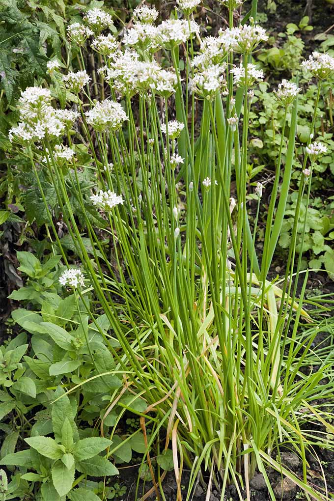 Tall green chives with white flowers, growing in the garden with spearmint and other plants.
