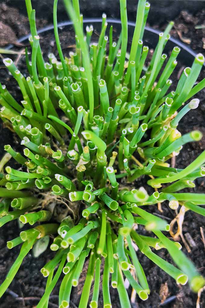 Top-down view of trimmed chives with hollow green blades, growing in brown potting soil.